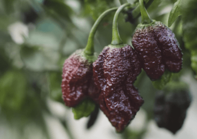 JK's Hot Pepper Sauce