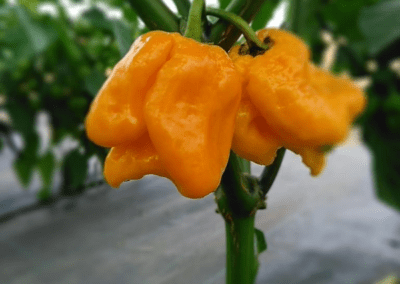 JK's Hot Pepper Sauce