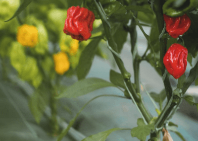 JK's Hot Pepper Sauce