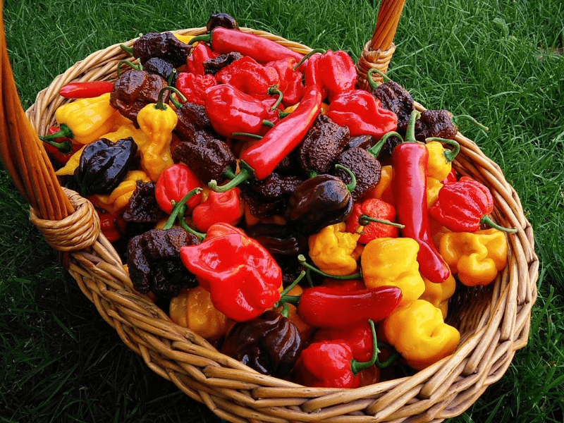 Paprika, JK-s Hot Pepper Sauce